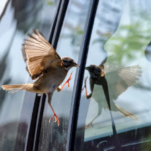 ako zabrániť vtákom naraziť do vasich okien a  domu