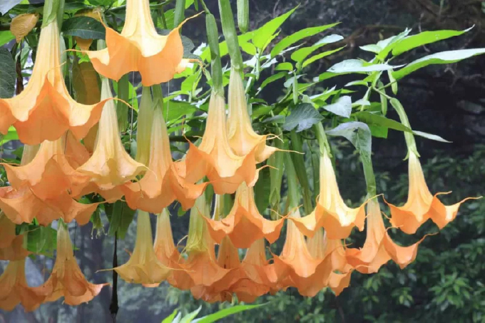 Anjelská trúba (rod Brugmansia)