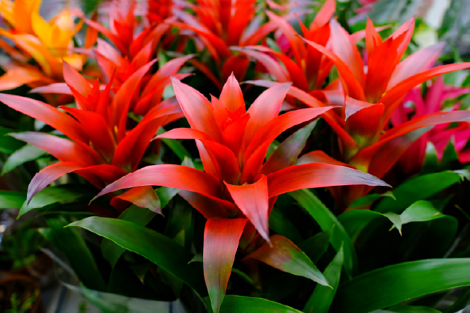 Bromeliad (rody Aechmea alebo Guzmania z čeľade Bromeliaceae)