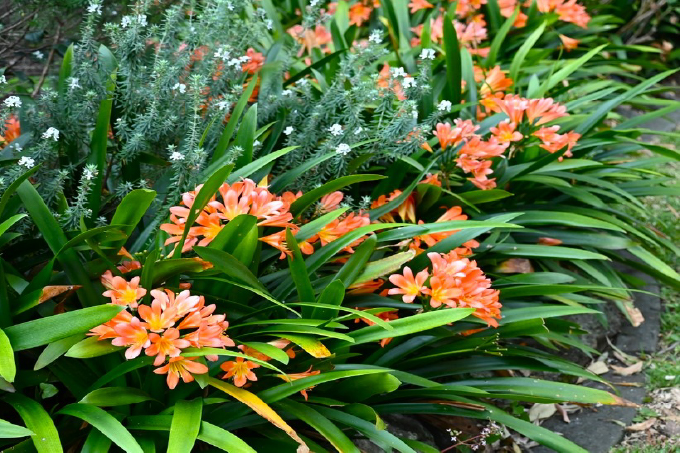 Clivia (Clivia miniata)