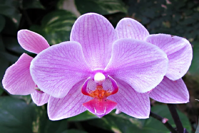 Orchidea (Orchidaceae)